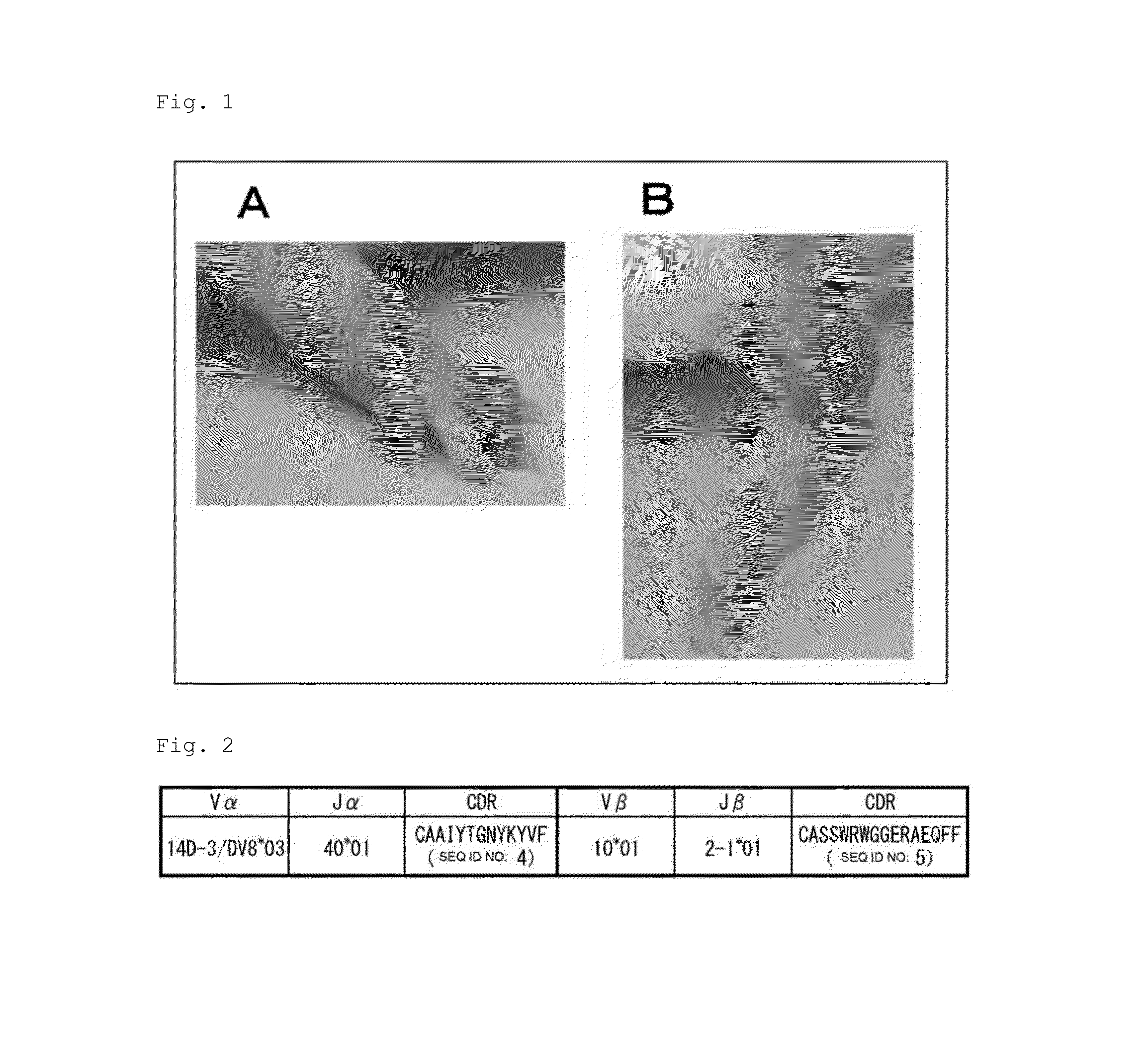 Methods for identifying autoimmune arthritis and for screening for inhibitor of activation of autoimmune arthritogenic t cells