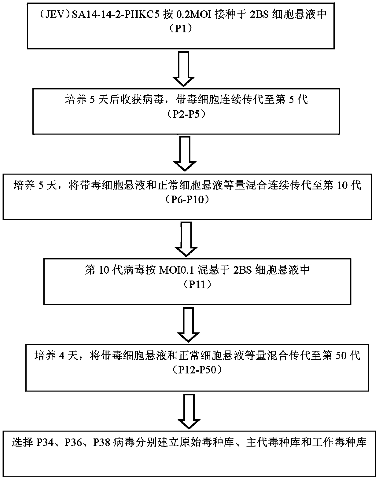 Live attenuated Japanese encephalitis vaccine strain sa14-14-2 adapted to human diploid cell 2bs and its vaccine