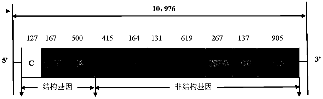 Live attenuated Japanese encephalitis vaccine strain sa14-14-2 adapted to human diploid cell 2bs and its vaccine