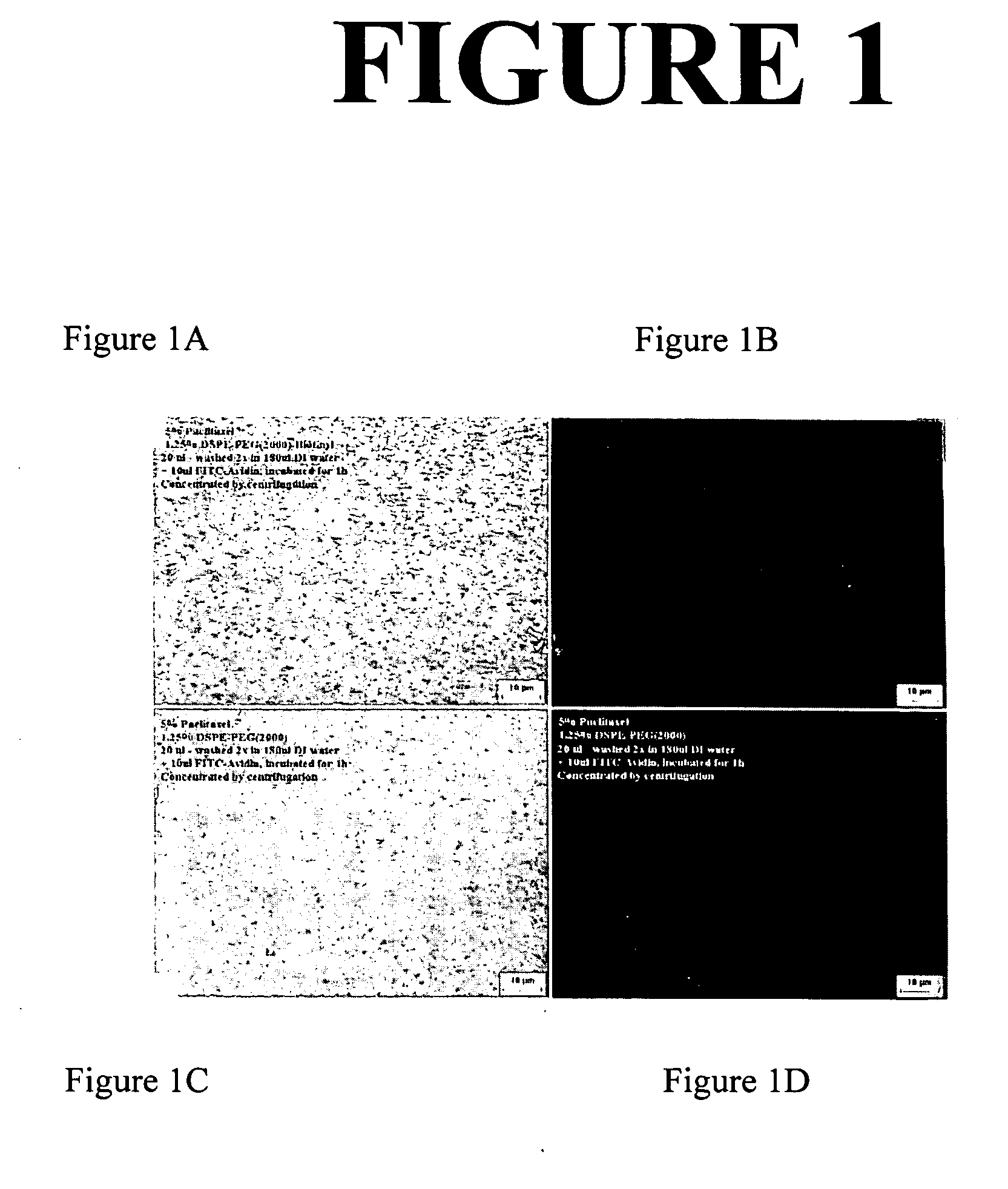 Compositions comprising antibodies and methods of using the same for targeting nanoparticulate active agent delivery