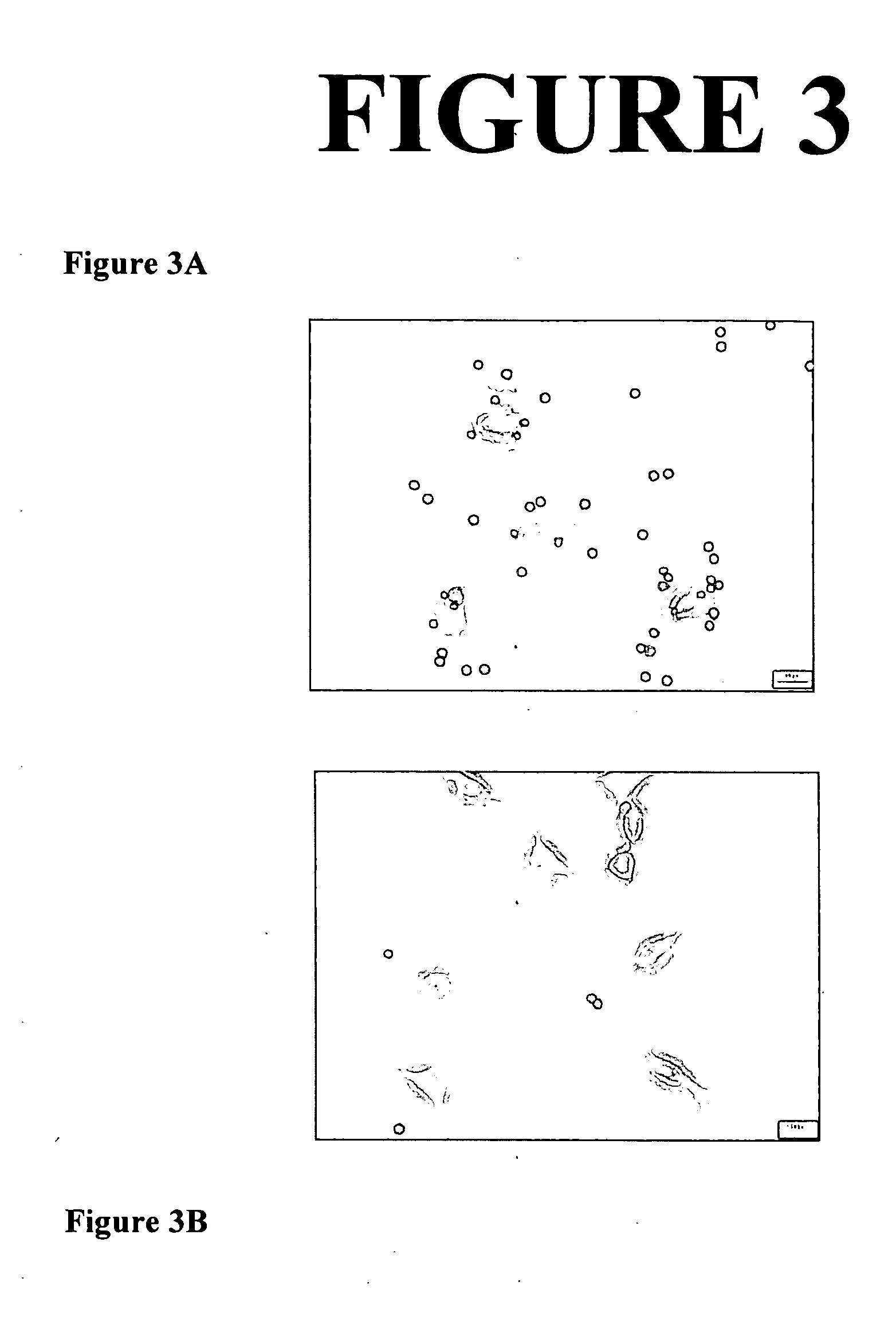 Compositions comprising antibodies and methods of using the same for targeting nanoparticulate active agent delivery