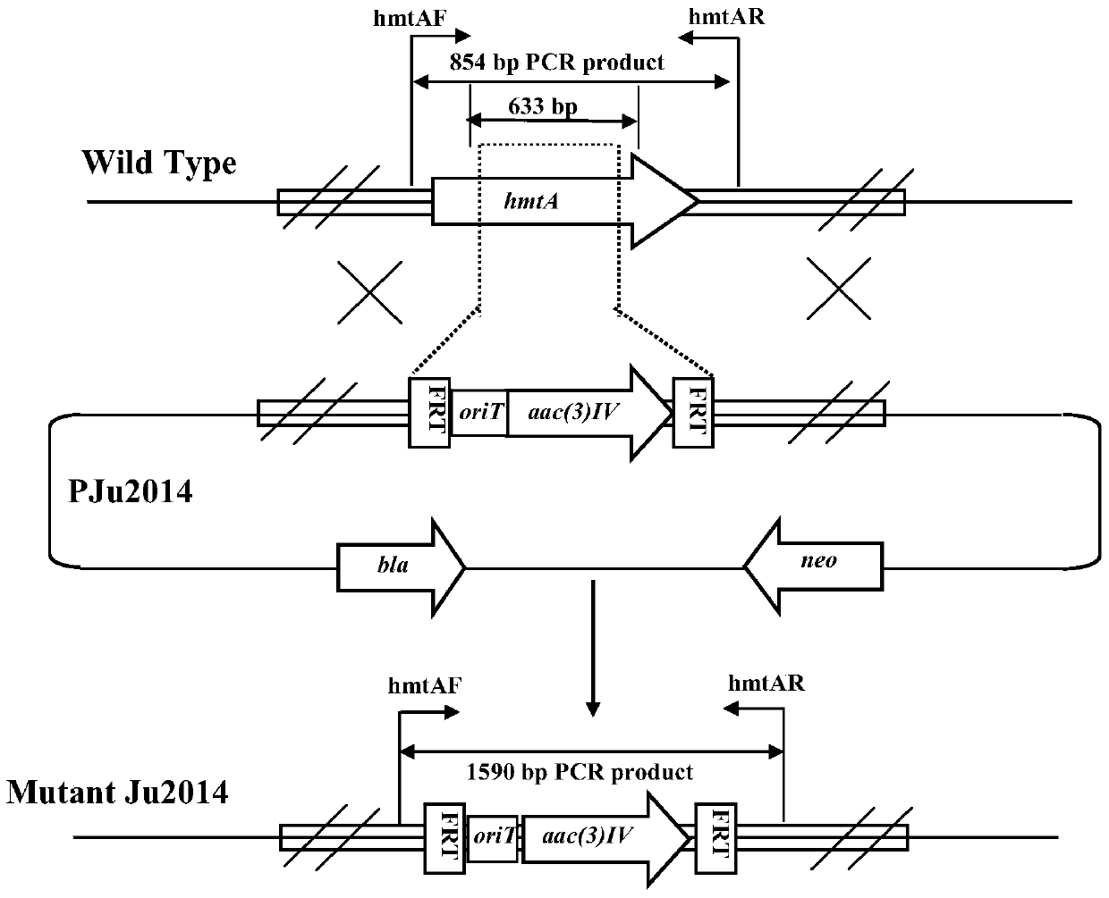 High-yield strain and construction method of cyclic lipopeptide antibiotics hemastatin