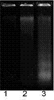 Improved apoptotic DNA ladder extraction kit