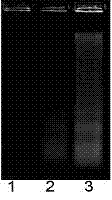 Improved apoptotic DNA ladder extraction kit