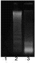 Improved apoptotic DNA ladder extraction kit