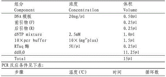 Genetic marker for establishing and identifying dairy cattle molecule system spectrum and application of genetic marker