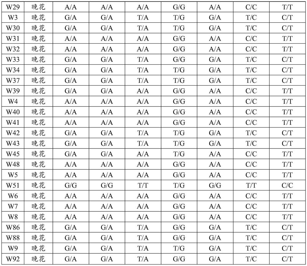 Marker related to earliness or lateness of flowering period of Siberian apricot and detection primer, method and application thereof