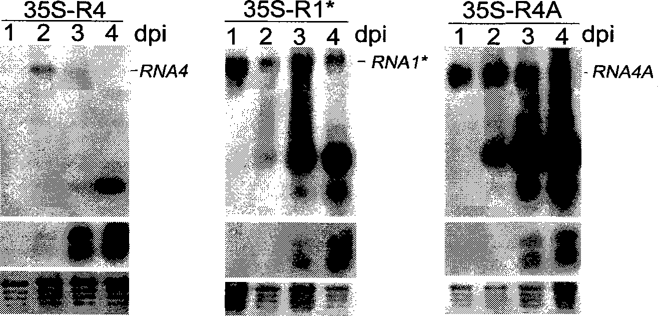 RNA induced silencing complex mediated shearing site and uses thereof