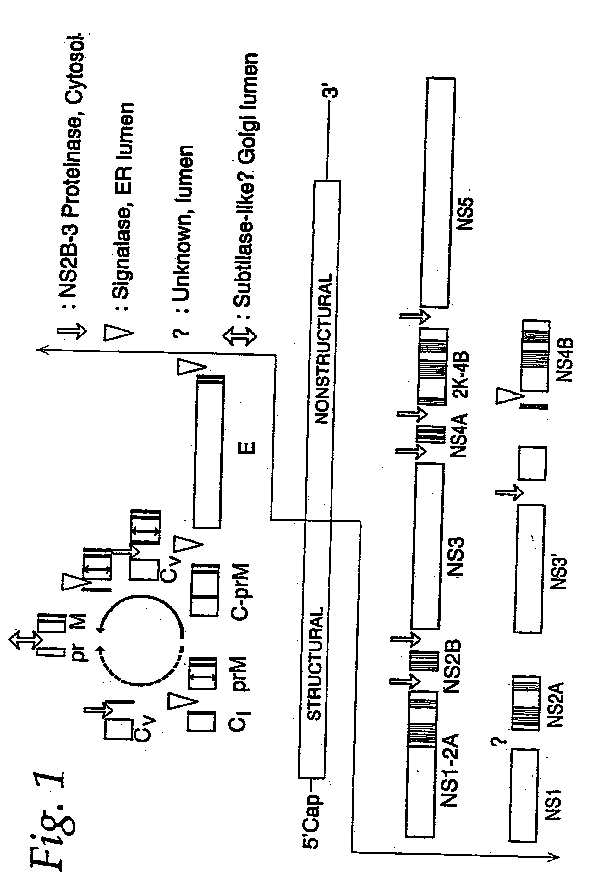 Nucleic acid vaccines for prevention of flavivirus infection