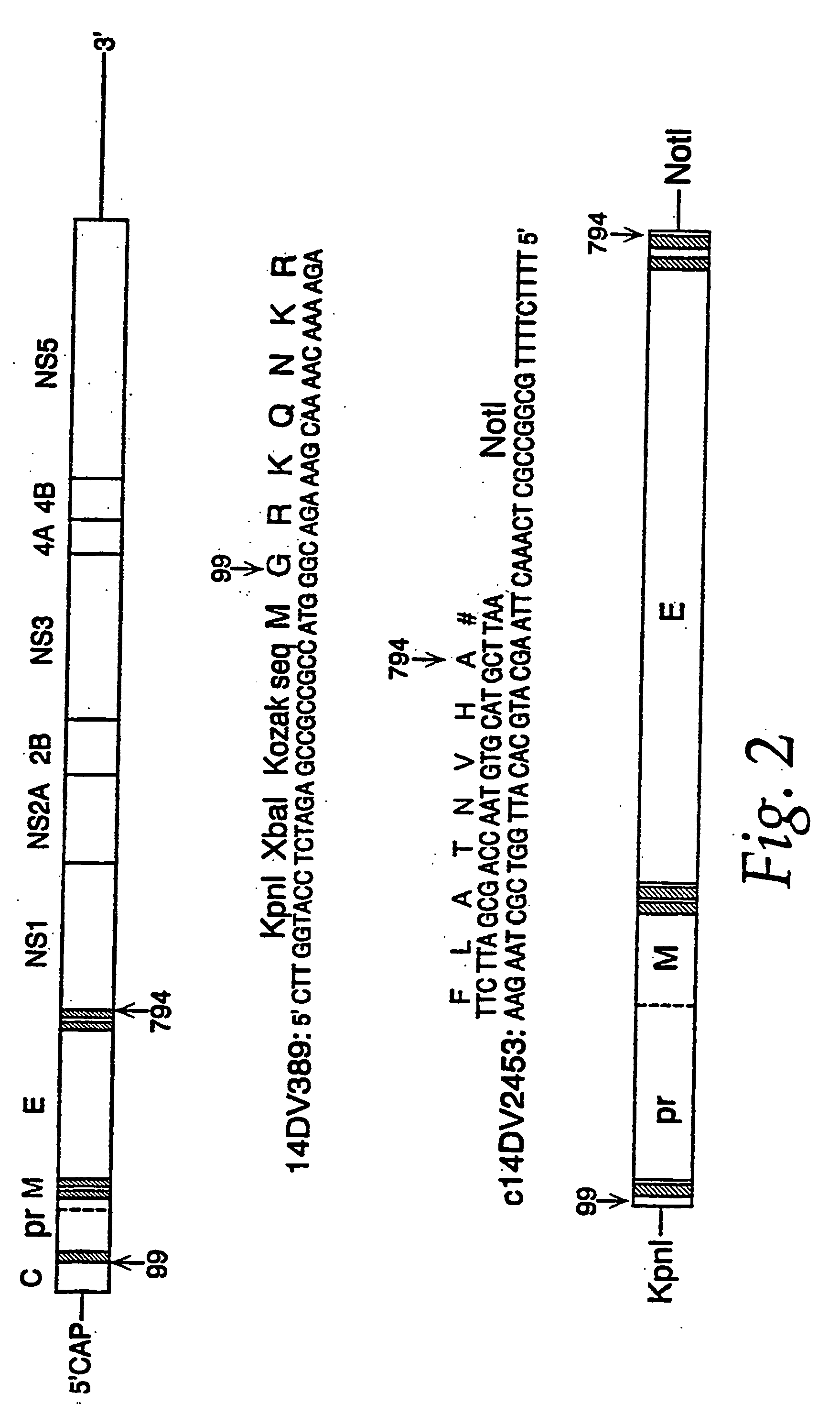 Nucleic acid vaccines for prevention of flavivirus infection