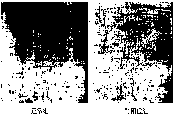 A method for screening and determining biomarkers of animal models of kidney yang deficiency