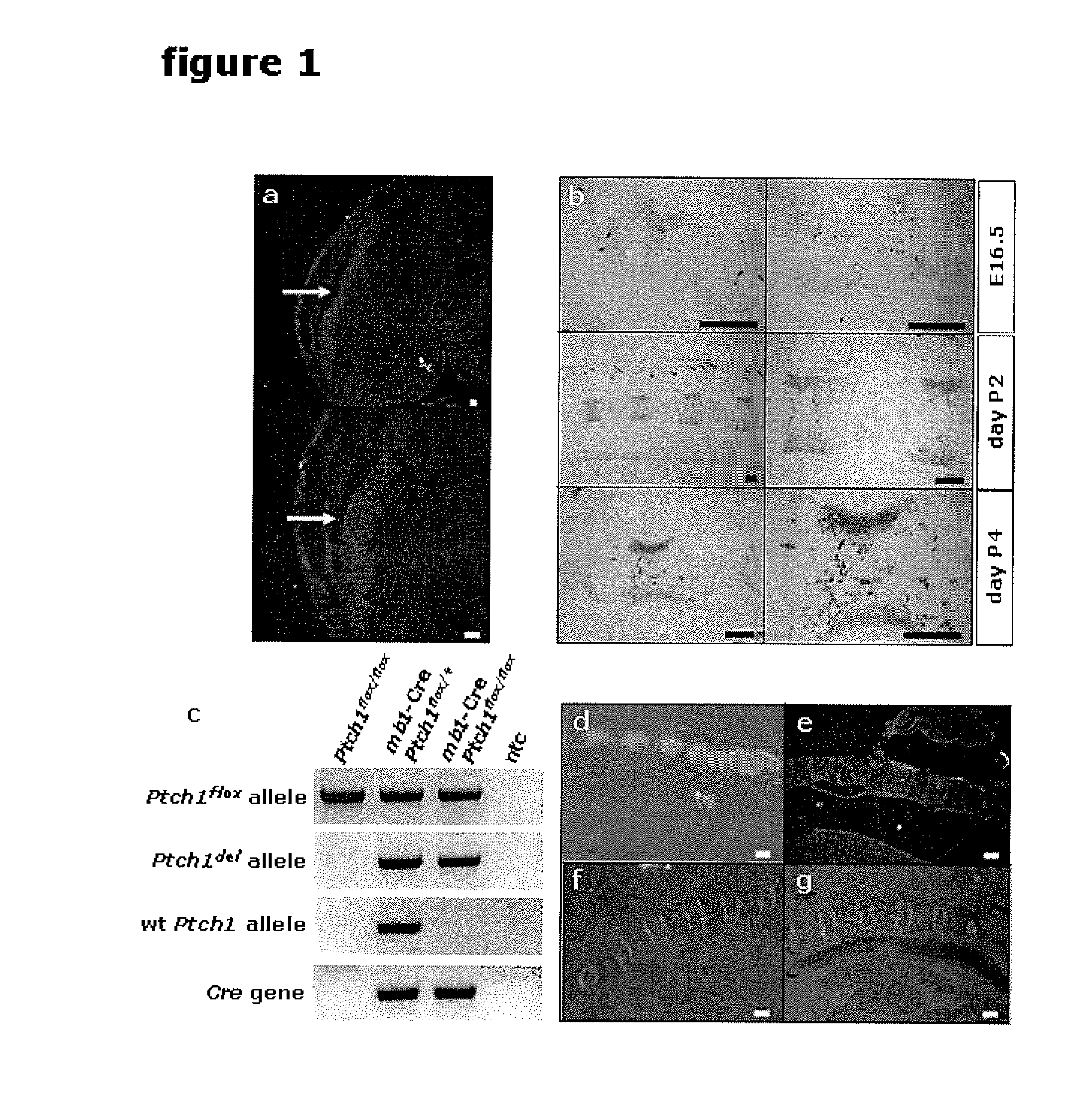 Cell Model and Methods Using the Same