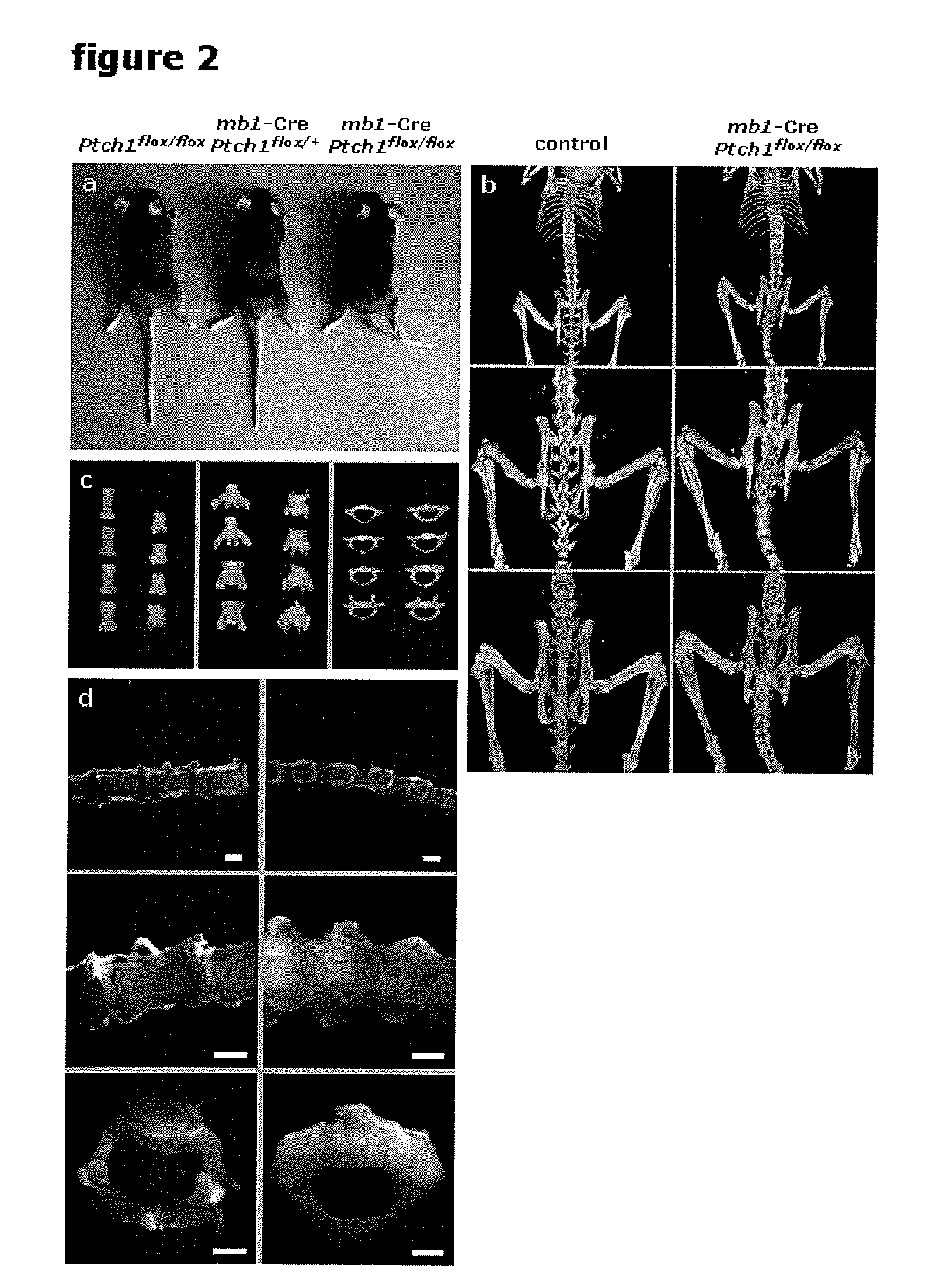 Cell Model and Methods Using the Same