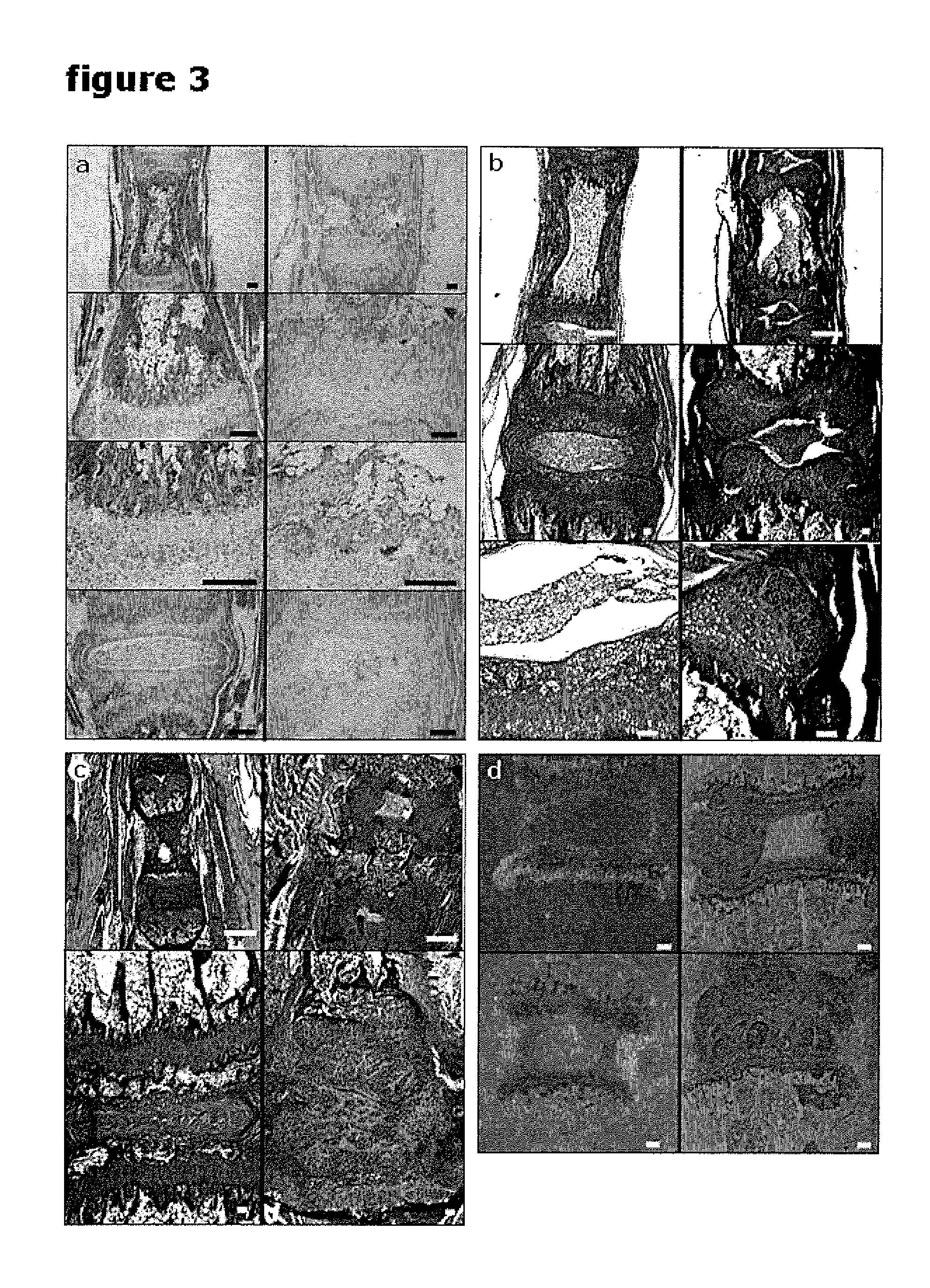 Cell Model and Methods Using the Same