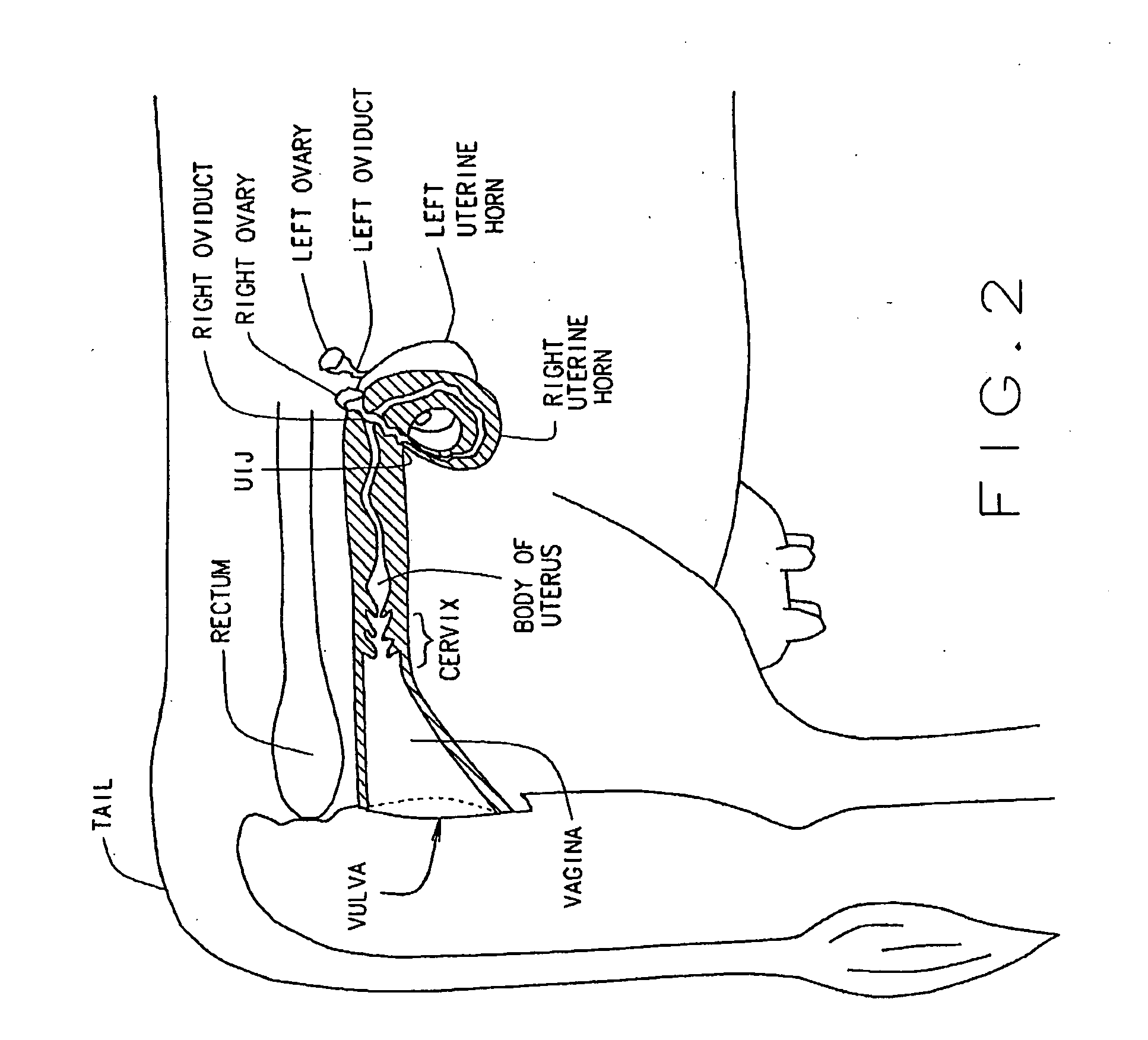 Artificial breeding techniques for bovines including semen diluents and ai apparatus