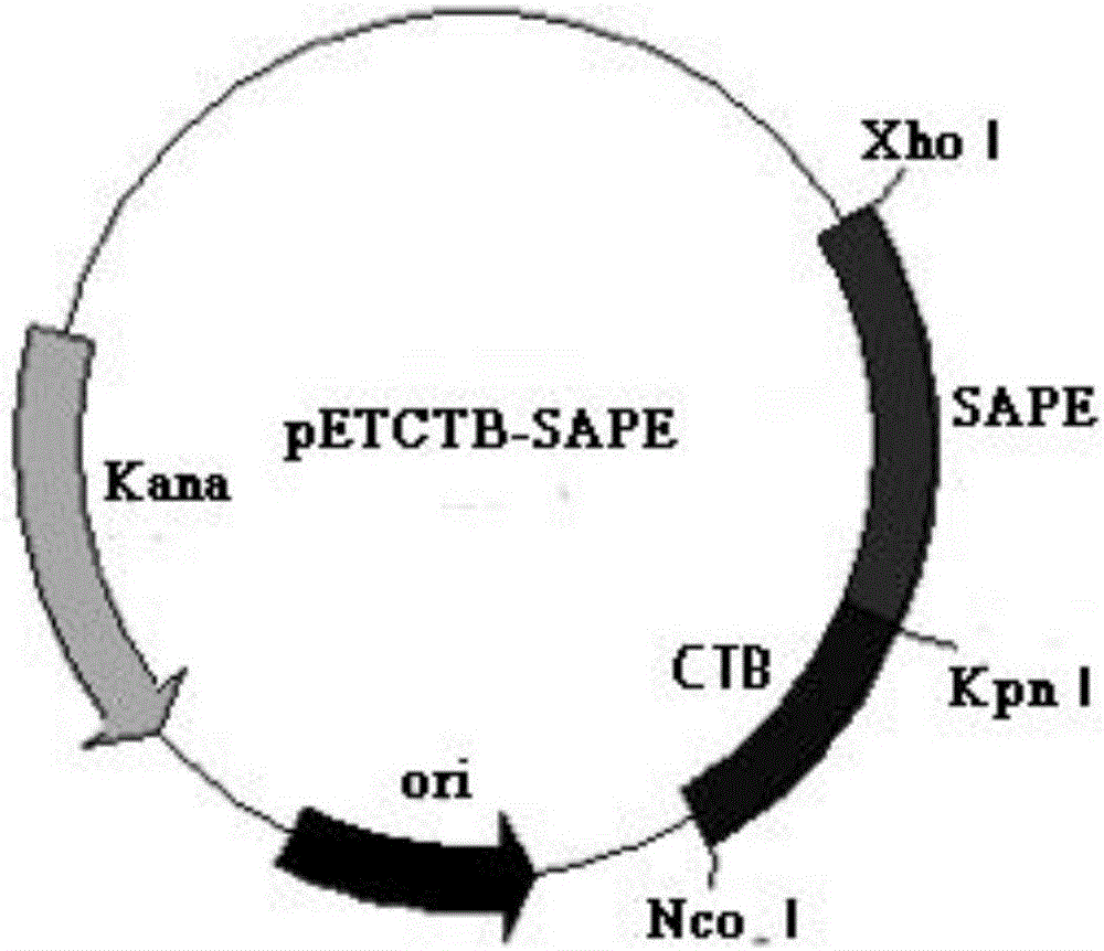 Design and preparation method and application of novel fasciola hepatica multi-epitope vaccine