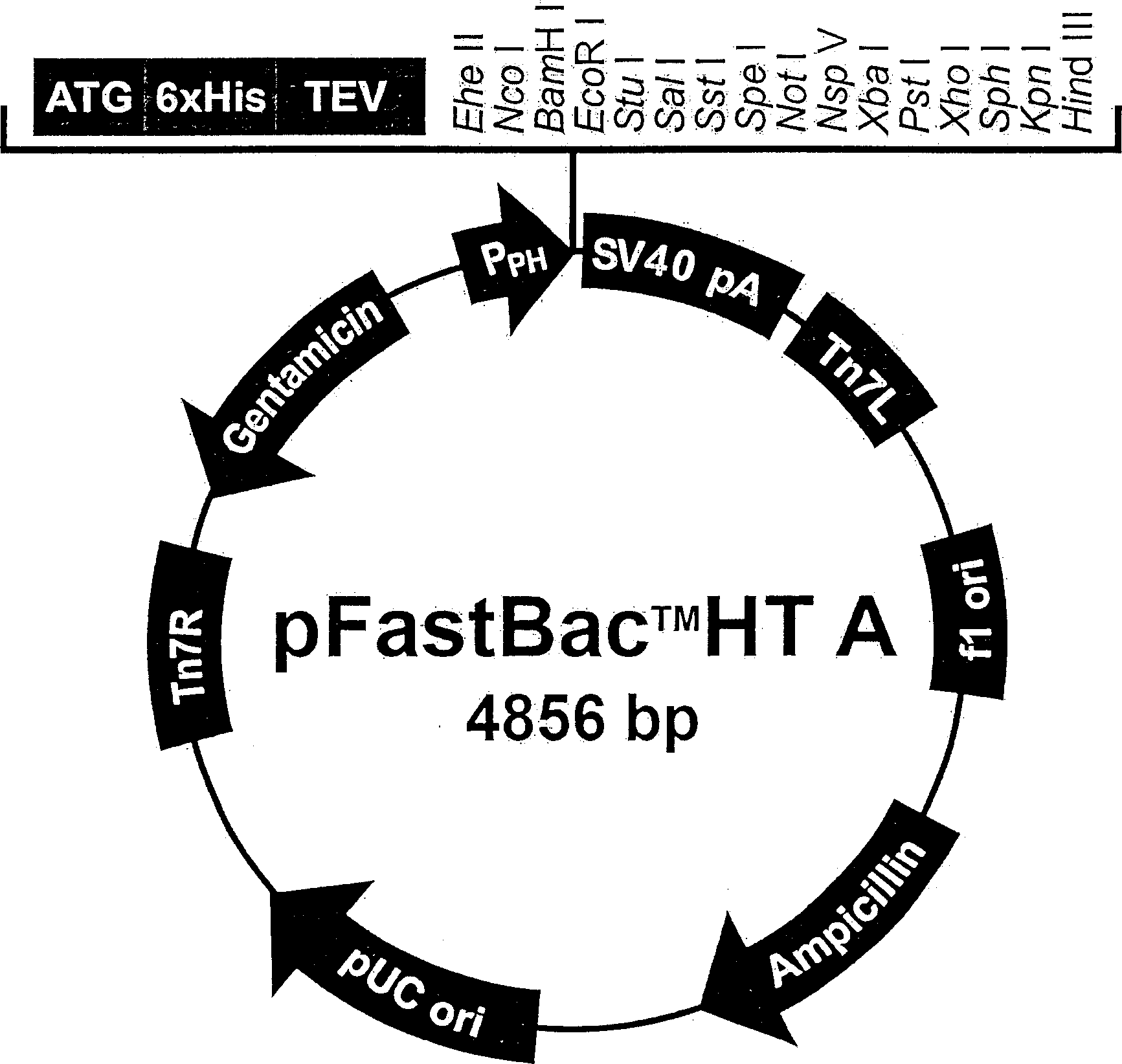 Construction of secretory coenosarcus plasmid for bombyx mori rhabditis viral expression system