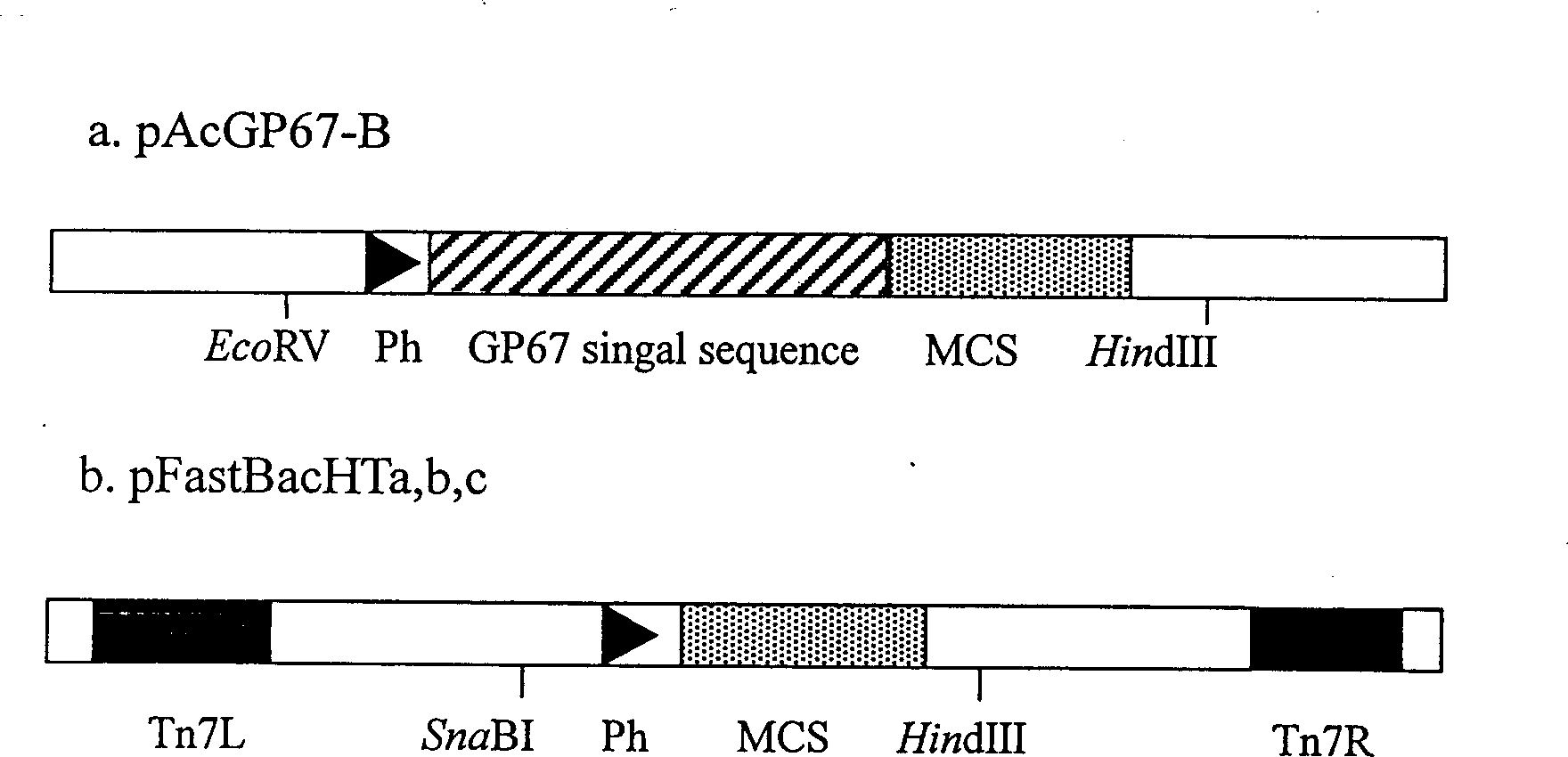 Construction of secretory coenosarcus plasmid for bombyx mori rhabditis viral expression system