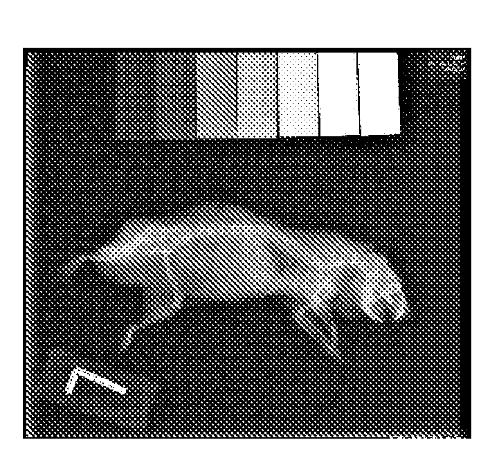 Radiograph density detection device