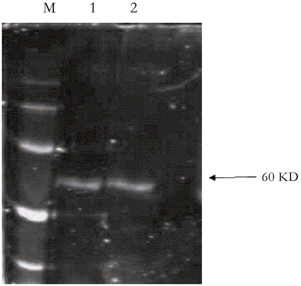 The use of single blue a as a protein prestain