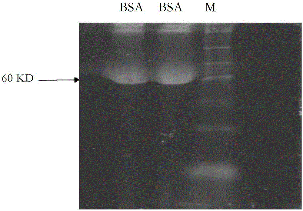 The use of single blue a as a protein prestain