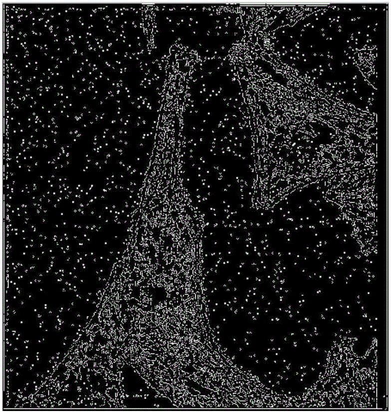 Biological image denoising algorithm based on statistical rule