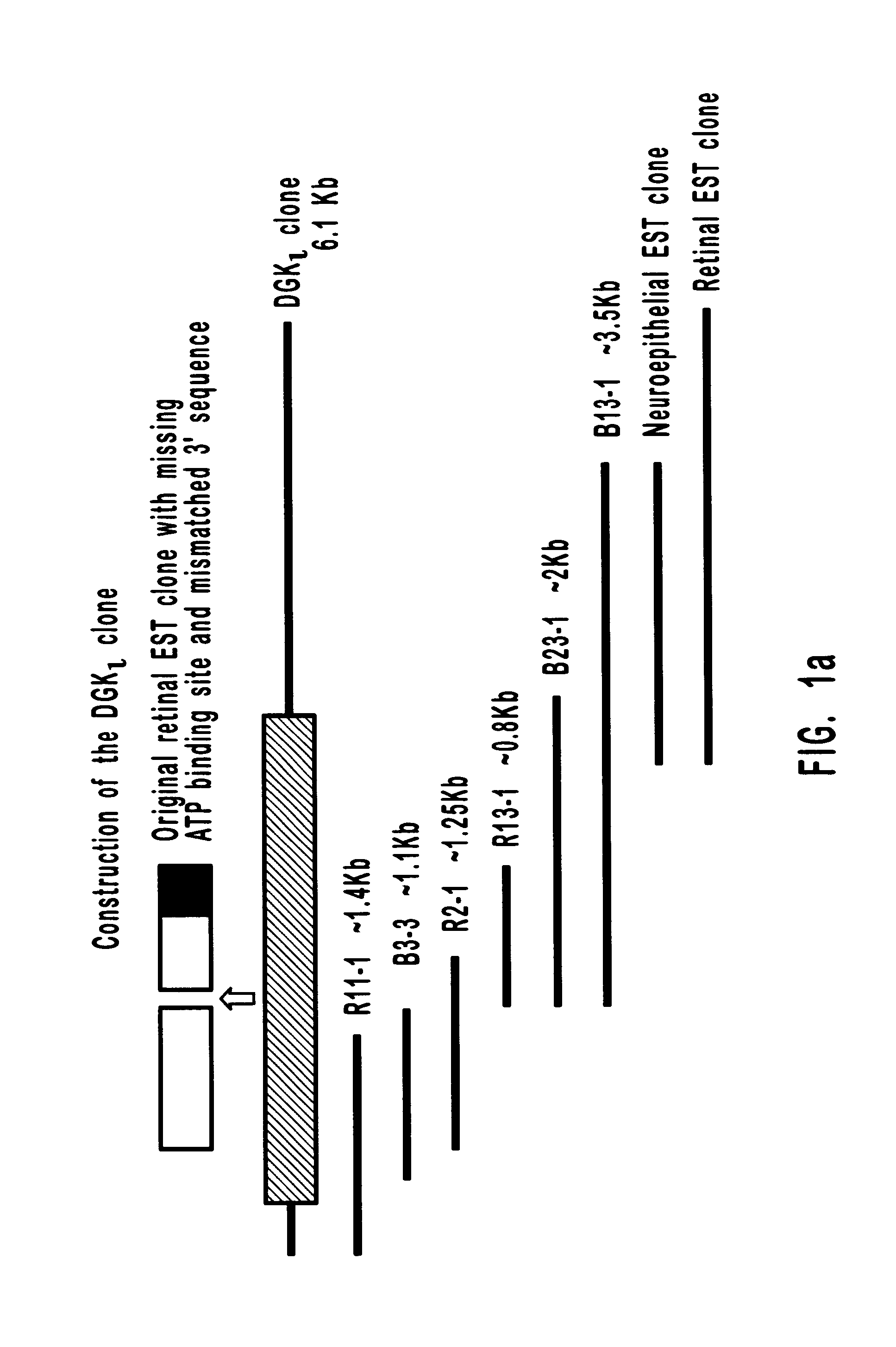 Human diacylglycerol kinase iota