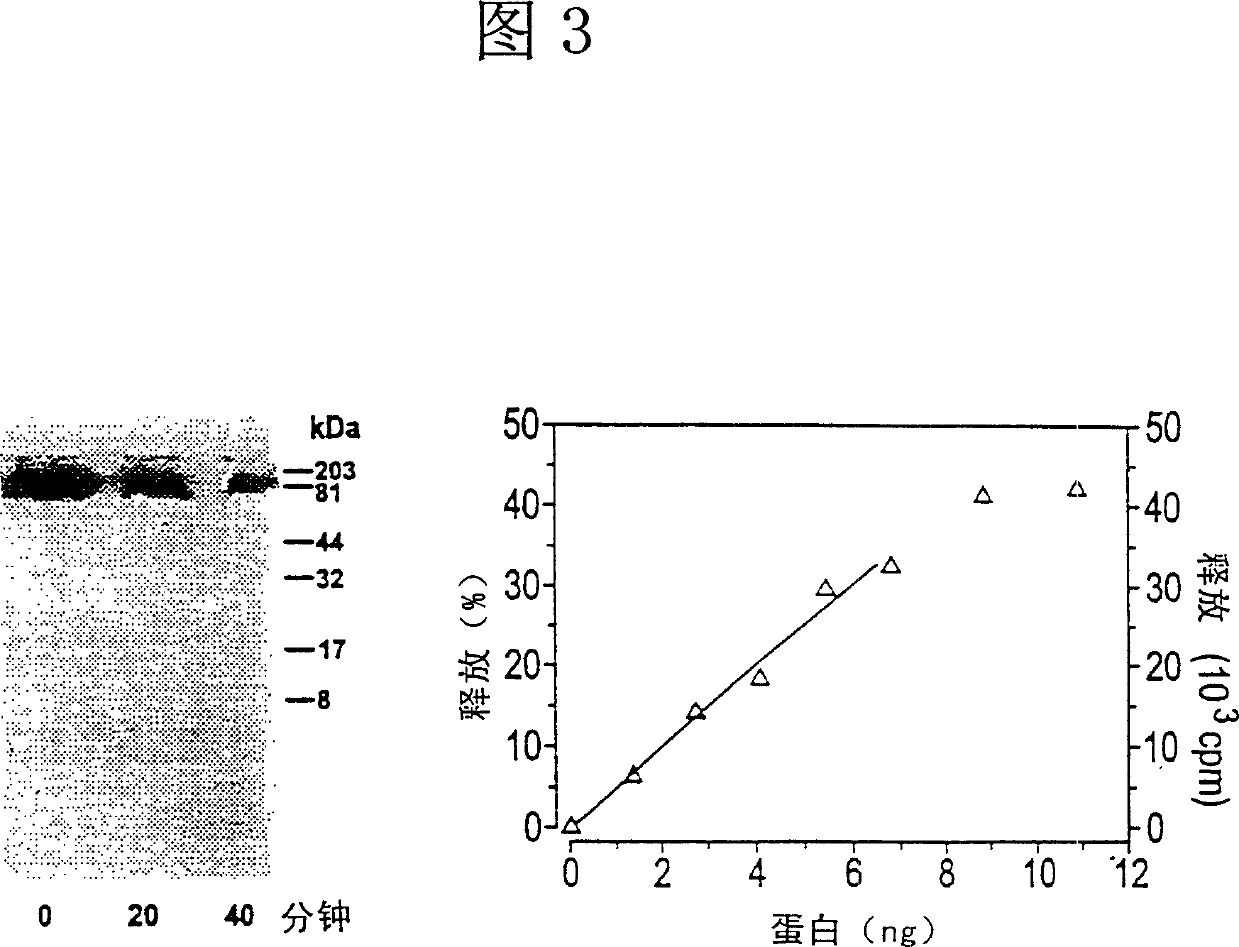 Histidine protein-phosphatase