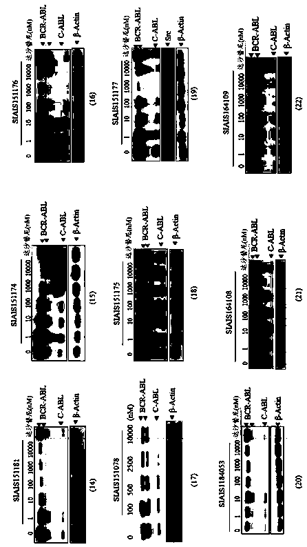 Protein degradation targeting BCR-ABL compound and application thereof to resisting tumors