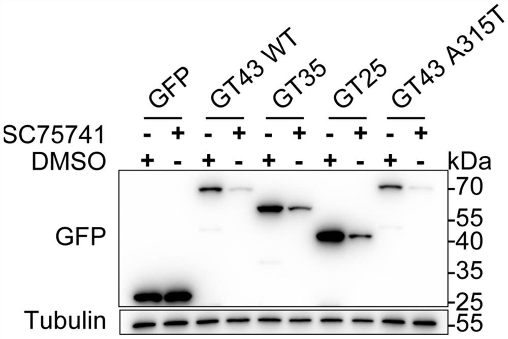 Application of c-Abl inhibitor in preparation of medicine for preventing and/or treating amyotrophic lateral sclerosis