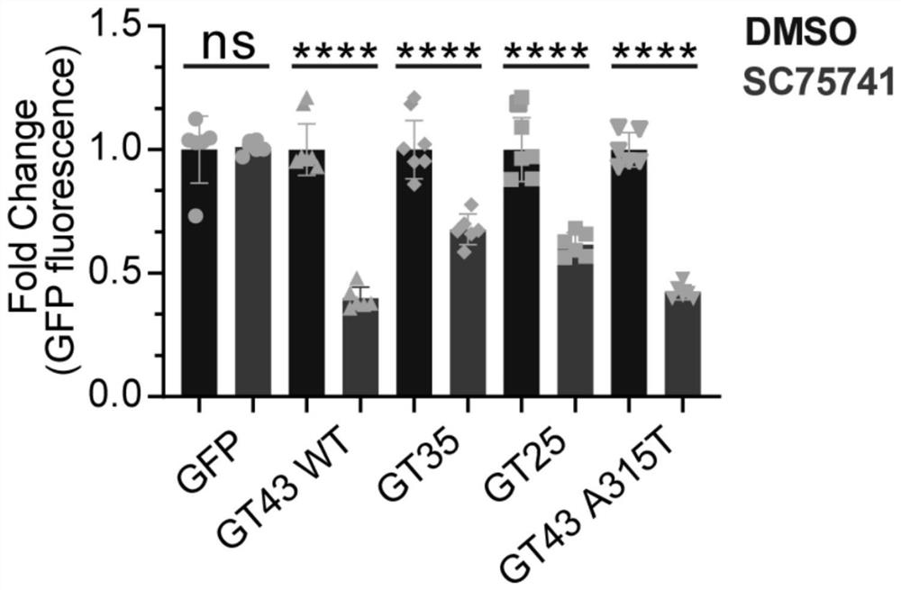 Application of c-Abl inhibitor in preparation of medicine for preventing and/or treating amyotrophic lateral sclerosis