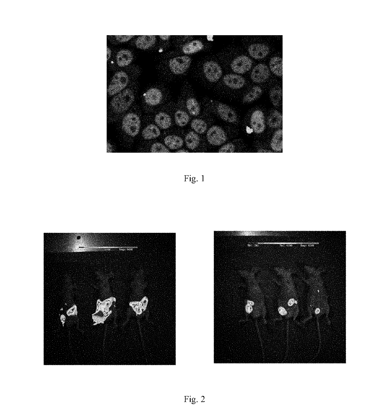 Isothiocyanate compounds and isothiocyanate XPO1 protein inhibitor drugs thereof