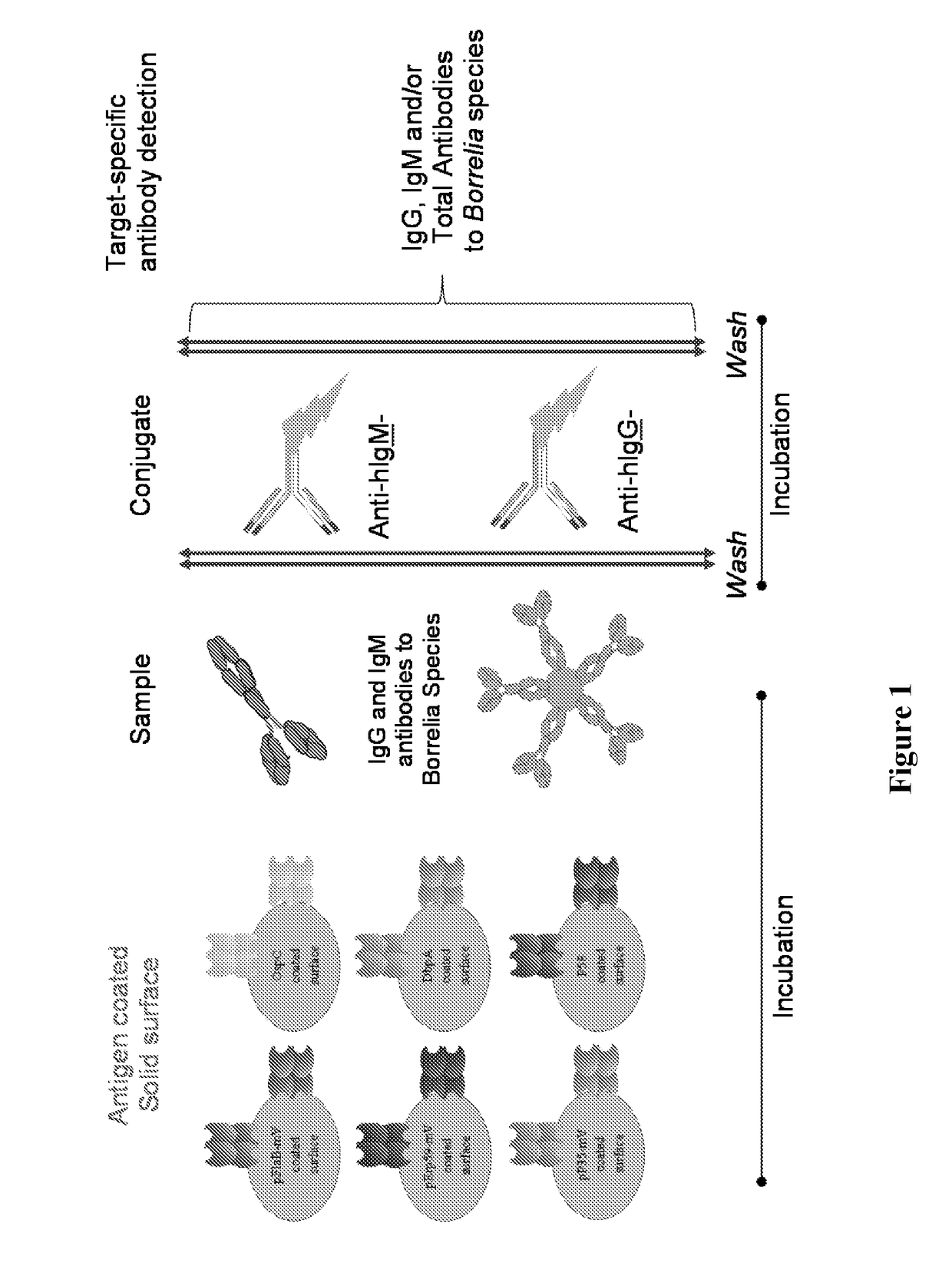 Borrelia immunoassays and materials therefor