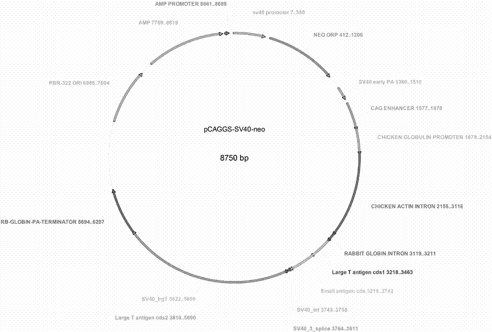 Immortalized rabbit small intestine epithelium cell line and construction method thereof