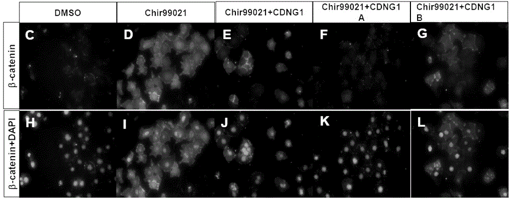 Triazolone-thiadiazole compound capable of promoting regeneration of myocardial cells and drug use of triazolone-thiadiazole compound