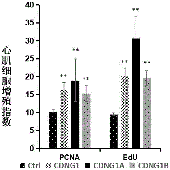 Triazolone-thiadiazole compound capable of promoting regeneration of myocardial cells and drug use of triazolone-thiadiazole compound