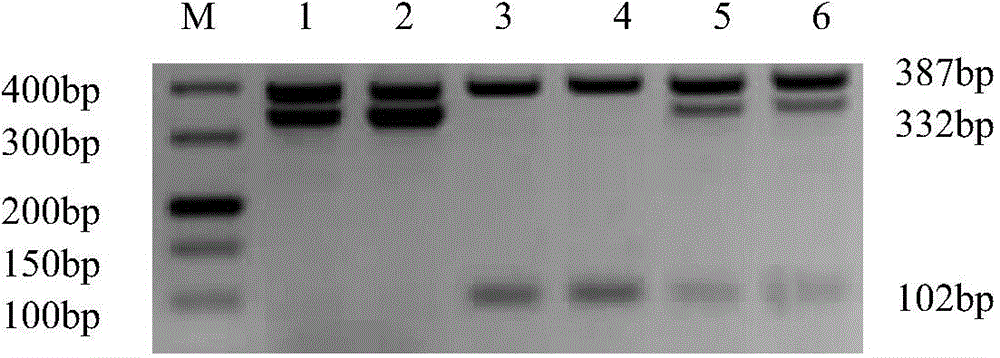 In-vitro diagnostic kit for gene mutation of glucose-6-phosphate dehydrogenase (G6PD) deficiency