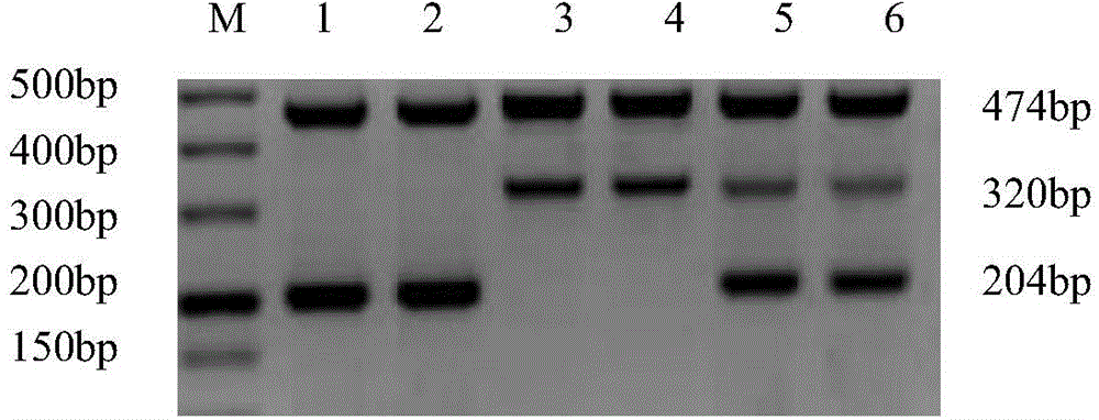 In-vitro diagnostic kit for gene mutation of glucose-6-phosphate dehydrogenase (G6PD) deficiency