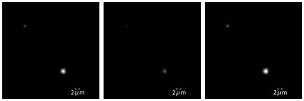 MDA-MB-231 cell exosome detection method based on two-color co-localization and application