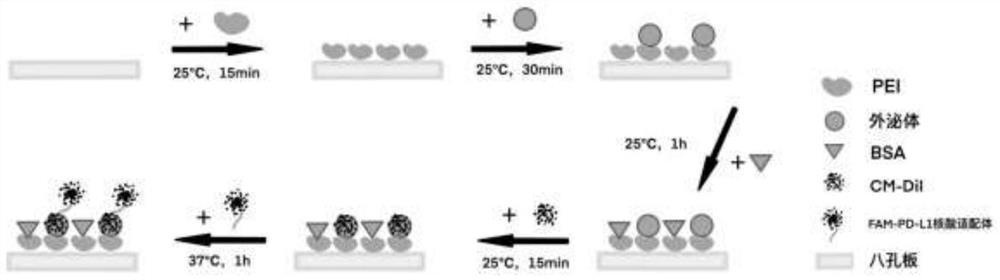 MDA-MB-231 cell exosome detection method based on two-color co-localization and application