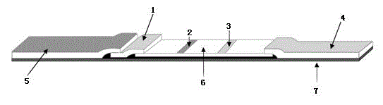 Citrus yellow shoot candidatus liberibacter asiaticus detection test paper