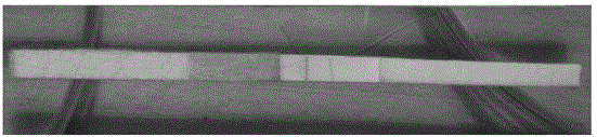 Citrus yellow shoot candidatus liberibacter asiaticus detection test paper