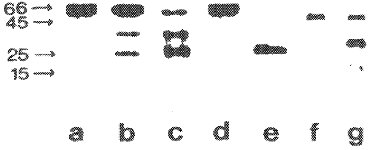 Therapeutic uses of biologically active bactericidal/permeability-increasing protein fragments