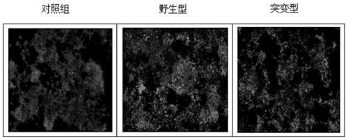 Mutant of CAII and application thereof