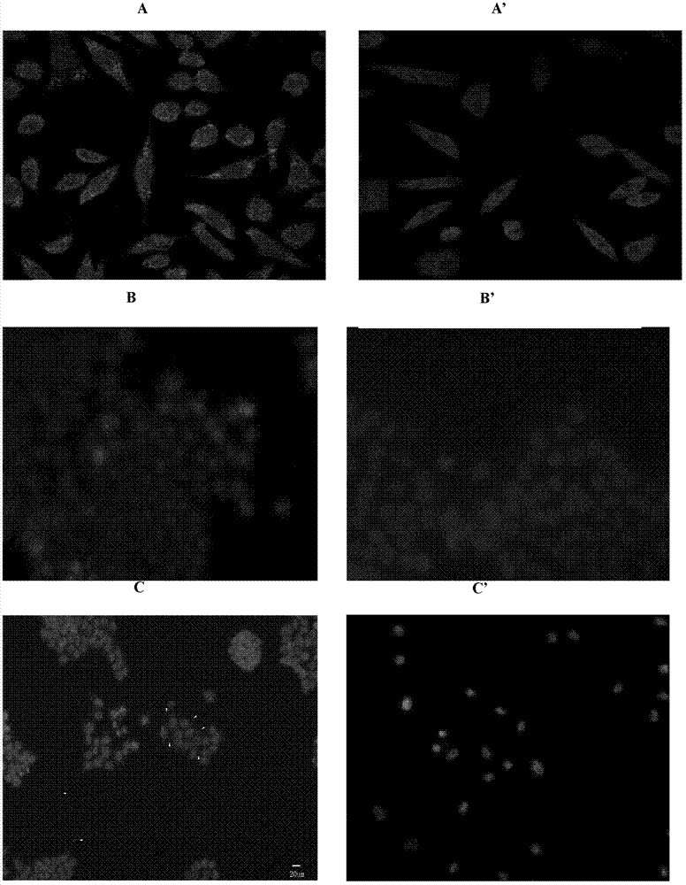 Reagent for eliminating mycoplasma contamination in cell culture and use method thereof