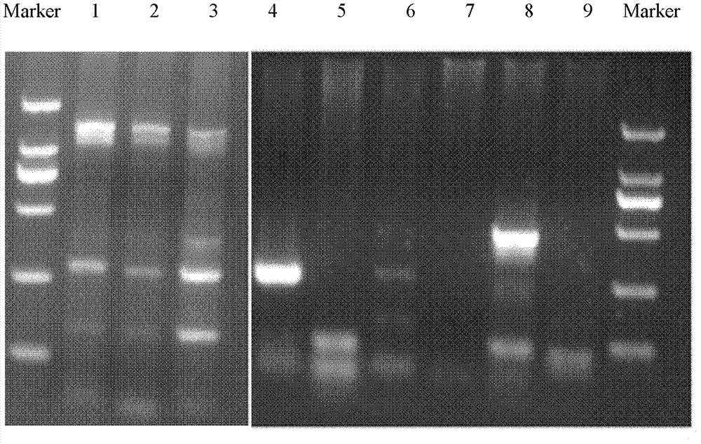 Reagent for eliminating mycoplasma contamination in cell culture and use method thereof