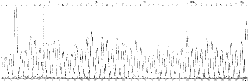 Reagent for eliminating mycoplasma contamination in cell culture and use method thereof