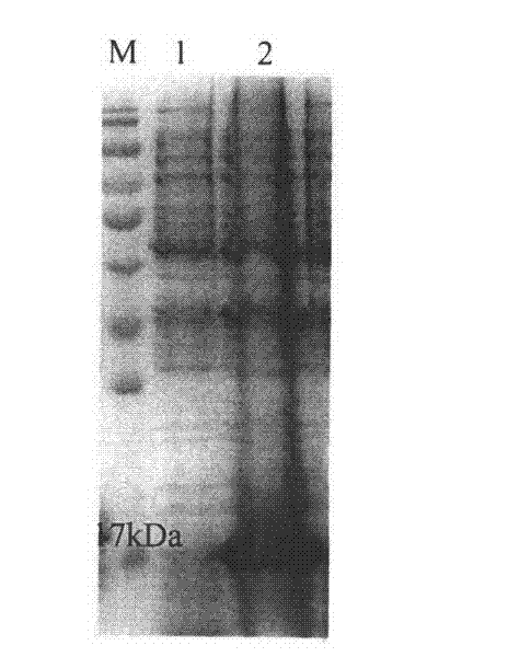 Simple and convenient chemical industrial technology for acidic fibroblast growth factor (aFGF)