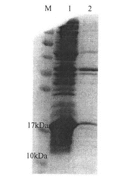 Simple and convenient chemical industrial technology for acidic fibroblast growth factor (aFGF)