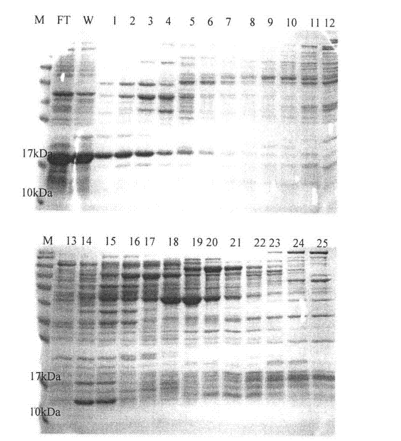 Simple and convenient chemical industrial technology for acidic fibroblast growth factor (aFGF)